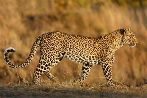 leopardsee